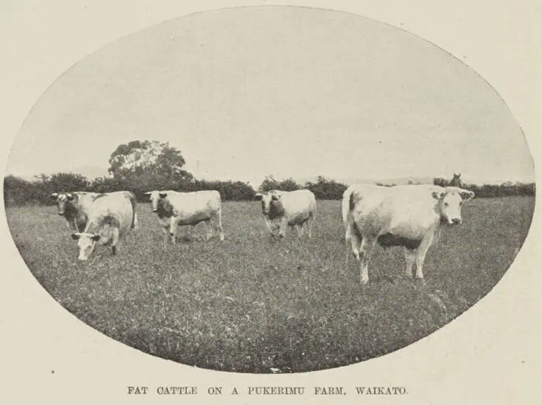 Image: Fat cattle on a Pukerimu farm, Waikato