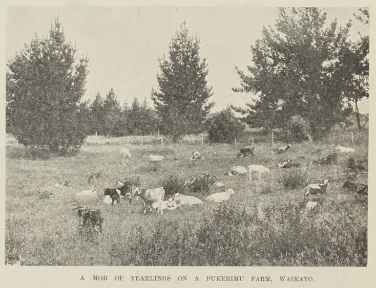 Image: A mob of yearlings on a Pukerimu farm, Waikato