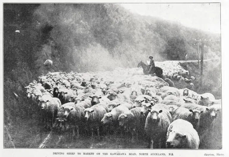 Image: Driving sheep to market on the Kawakawa road, North Auckland, N.Z.