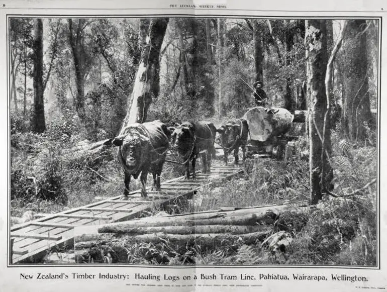 Image: New Zealand's timber industry: hauling logs on a bush tram line, Pahiatua, Wairarapa, Wellington