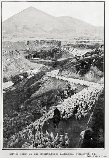 Image: DRIVING SHEEP ON THE MARTINBOROUGH TABLELANDS, WELLINGTON, N.Z.