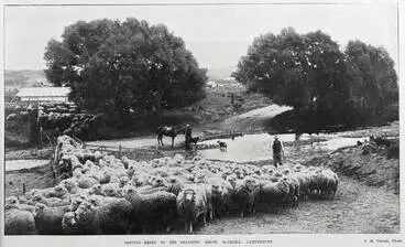 Image: DRIVING SHEEP TO THE SHEARING SHEDS, SCARGILL, CANTERBURY