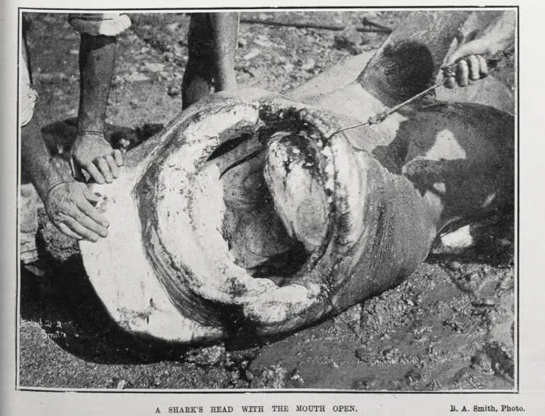 Image: A SHARK'S HEAD WITH THE MOUTH OPEN