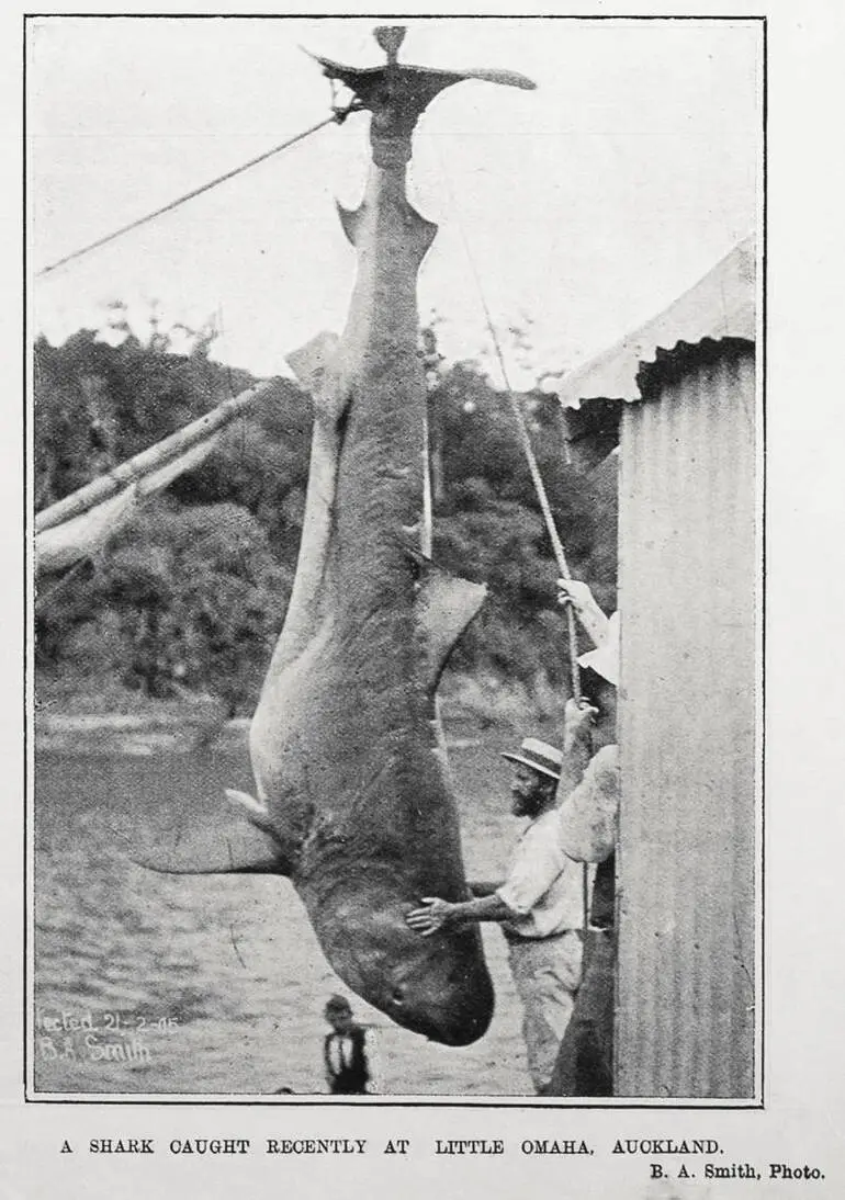 Image: A SHARK CAUGHT RECENTLY AT LITTLE OMAHA. AUCKLAND