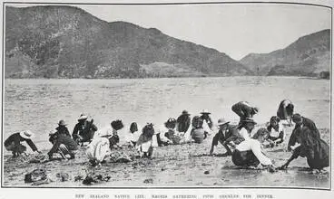 Image: NEW ZEALAND NATIVE LIFE: MAORIS GATHERING PIPIS (COCKLES) FOR DINNER