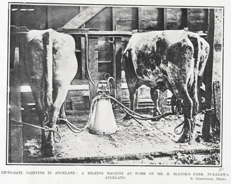 Image: UP-TO-DATE DAIRYING IN AUCKLAND:A MILKING MACHINE AT WORK ON MR. H. SLATOR'S FARM. PUKAKAWA AUCKLAND