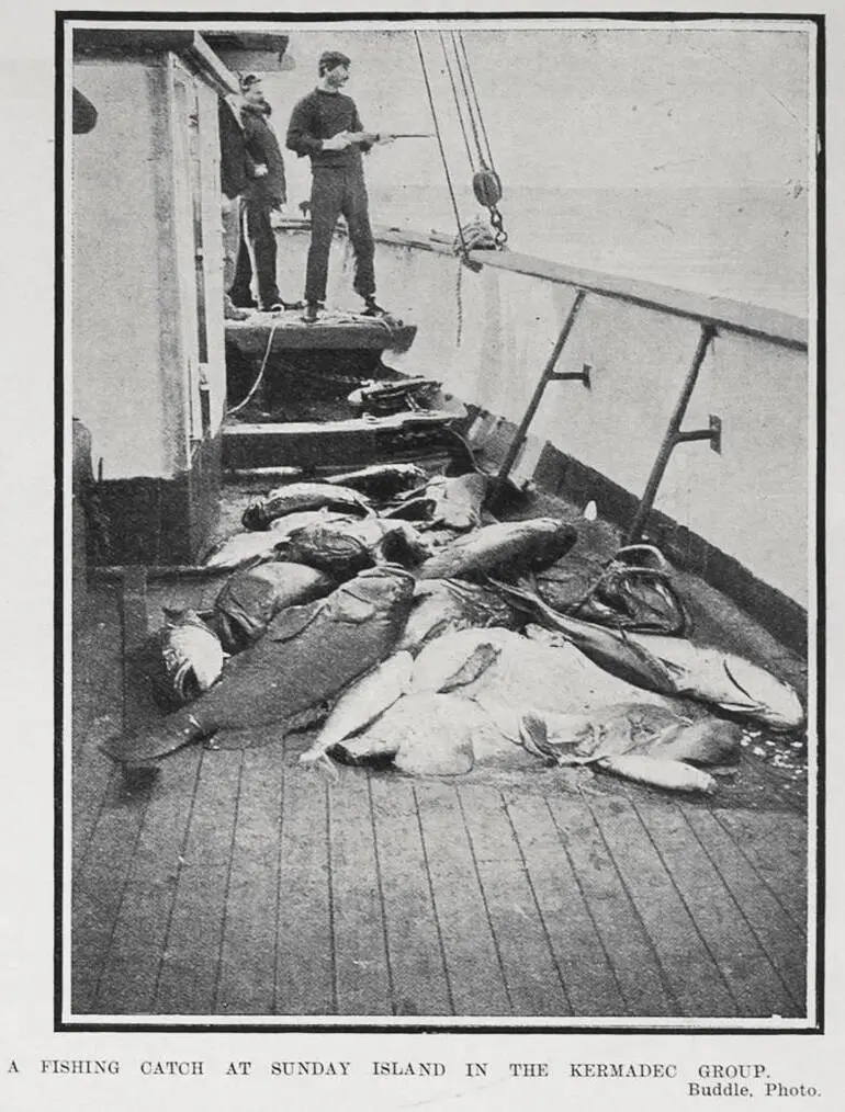 Image: A FISHING CATCH AT SUNDAY ISLAND IN THE KERMADEC GROUP