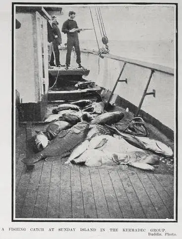 A FISHING CATCH AT SUNDAY ISLAND IN THE KERMADEC GROUP Image: A FISHING CATCH AT SUNDAY ISLAND IN THE KERMADEC GROUP