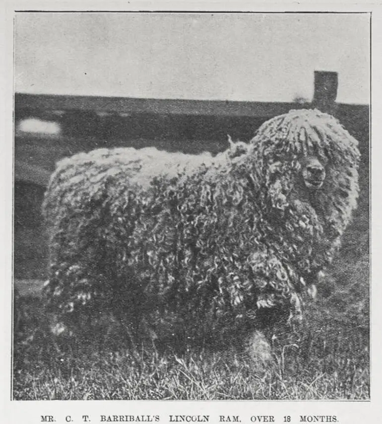 Image: MR. C. T. BARRIBALL'S LINCOLN RAM, OVER 18 MONTHS