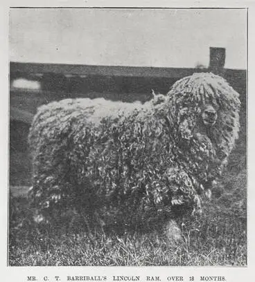 Image: MR. C. T. BARRIBALL'S LINCOLN RAM, OVER 18 MONTHS