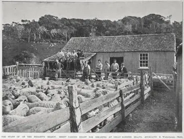 Image: THE START OF THE SHEARING SEASON: SHEEP YARDED READY FOR SHEARING AT GREAT BARRIER ISLAND, AUCKLAND