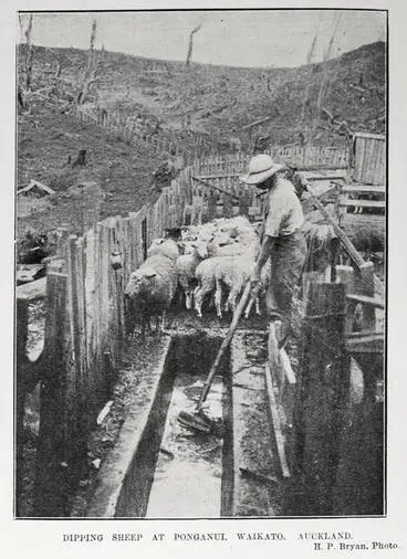 Image: DIPPING SHEEP AT PONGANUI, WAIKATO, AUCKLAND