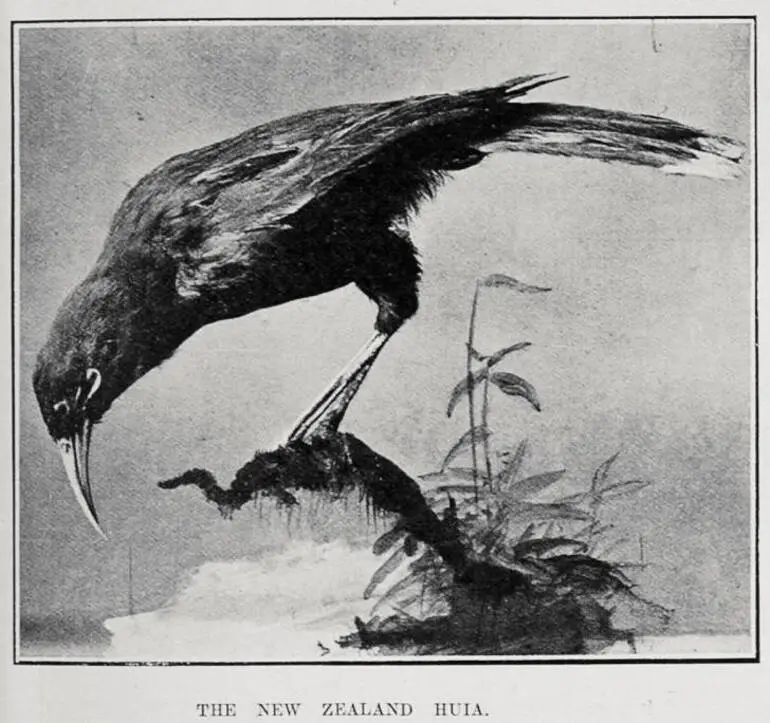 Image: THE NEW ZEALAND HUIA