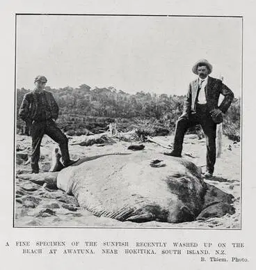 Image: A FINE SPECIMEN OF THE SUNFISH RECENTLY WASHED UP ON THE BEACH AT AWATUNA, NEAR HOKITIKA, SOUTH ISLAND, N.Z.