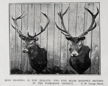 Image: DEER SHOOTING IN NEW ZEALAND: TWO FINE HEADS RECENTLY SECURED IN THE WAIRARAPA DISTRICT