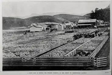 Image: A SHEEP SALE AT SEDDON, THE PRESENT TERMINUS OF THE PICTON TO CHRISTCHURCH RAILWAY