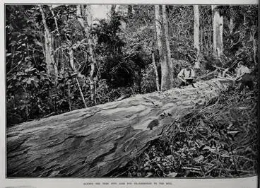 Image: SAWING THE TREE INTO LOGS FOR TRANSMISSION TO THE MILL