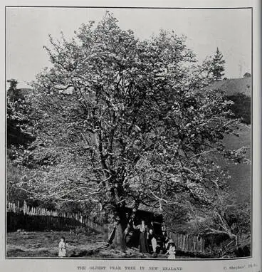 Image: THE OLDEST PEAR TREE IN NEW ZEALAND