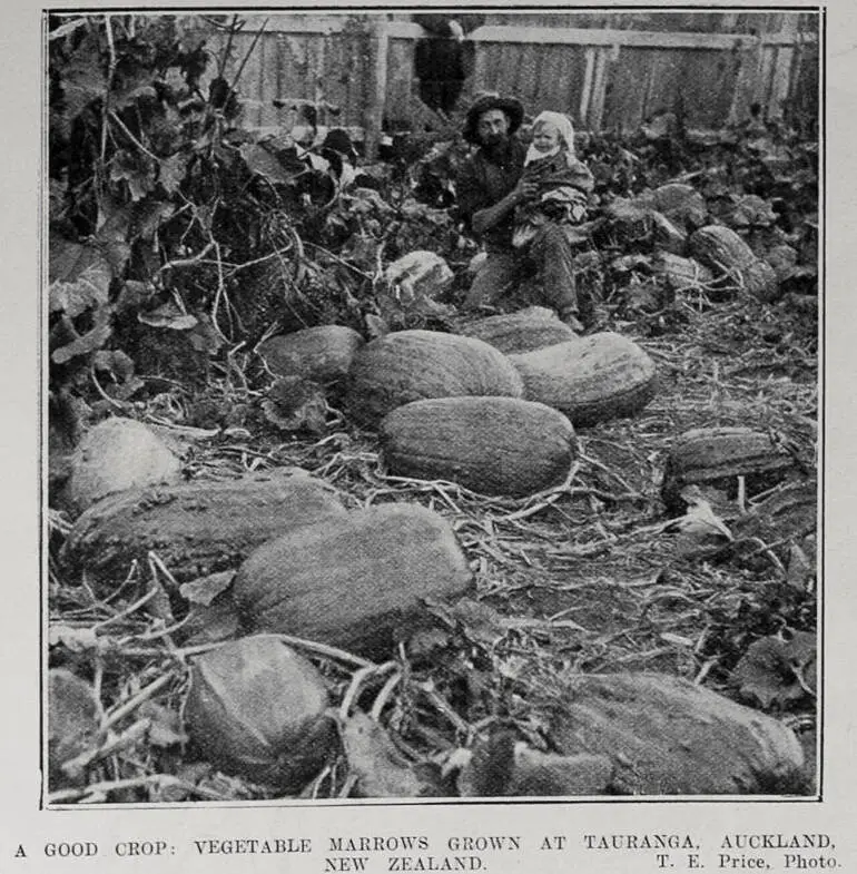 Image: A FOOD CROP: VEGETABLE MARROWS GROWN AT TAURANGA, AUCKLAND, NEW ZEALAND