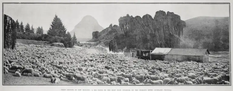 Image: SHEEP DROVING IN NEW ZEALAND: A BIG FLOCK ON THE ROAD NEAR ATIAMURI ON THE WAIKATO RIVER, AUCKLAND PROVINCE