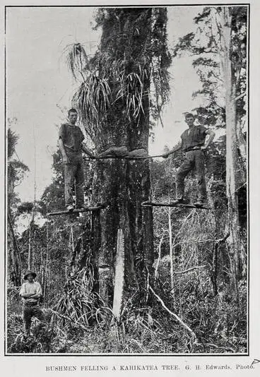 Image: BUSHMEN FELLING A KAHIKATEA TREE