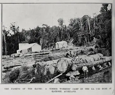 Image: THE PASSING OF THE KAURI: A TIMBER WORKERS' CAMP IN THE KAURI BUSH AT KAIKOHE AUCKLAND