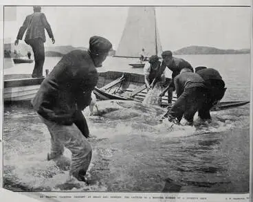 Image: AN EXCITING YACHTING INCIDENT AT BROAD BAY, DUNEDIN: THE CAPTURE OF A MONSTER SUNFISH BY A DINGHY'S CREW