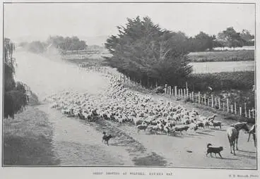 Image: SHEEP DROVING AT FERNHILL. HAWKE'S BAY