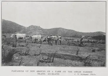 Image: PLOUGHING UP NEW GROUND ON A FARM ON THE GREAT BARRIER ISLAND. AUCKLAND