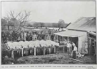 Image: THE FLAX INDUSTRY IN NEW ZEALAND: FIBRE ON SKIDS AT KEREPEHI, PIAKO RIVER, AUCKLAND, READY FOR THE DRYING PADDOCK