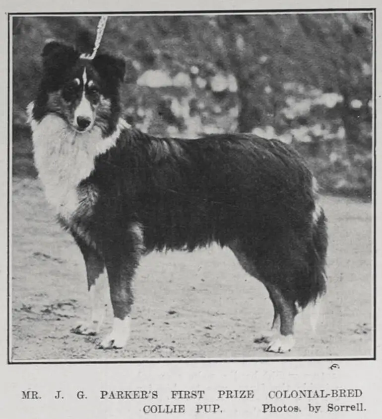 Image: MR. J. G. PARKER'S FIRST PRIZE COLONIAL-BRED COLLIE PUP