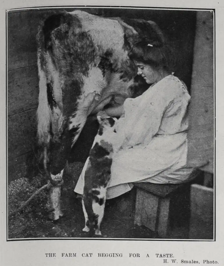 Image: THE FARM CAT BEGGING FOR A TASTE
