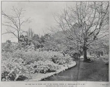 THE FIRST FALL OF WINTER: SNOW IN THE BOTANICAL GARDENS AT CHRISTCHURCH, JUNE 15, 1907 Image: THE FIRST FALL OF WINTER: SNOW IN THE BOTANICAL GARDENS AT CHRISTCHURCH, JUNE 15, 1907