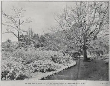 Image: THE FIRST FALL OF WINTER: SNOW IN THE BOTANICAL GARDENS AT CHRISTCHURCH, JUNE 15, 1907