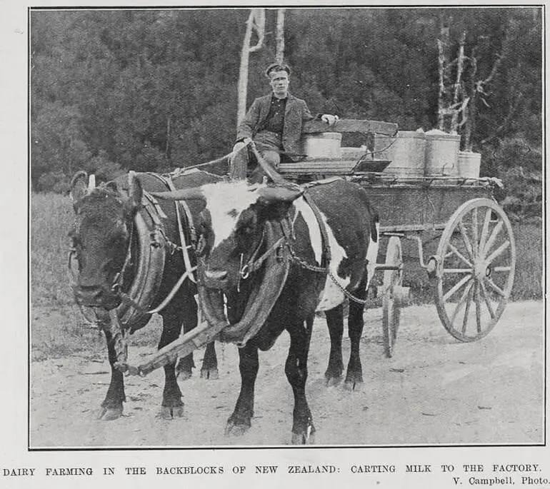 Image: DAIRY FARMING IN THE BACKBLOCKS OF NEW ZEALAND: CARTING MILK TO THE FACTORY