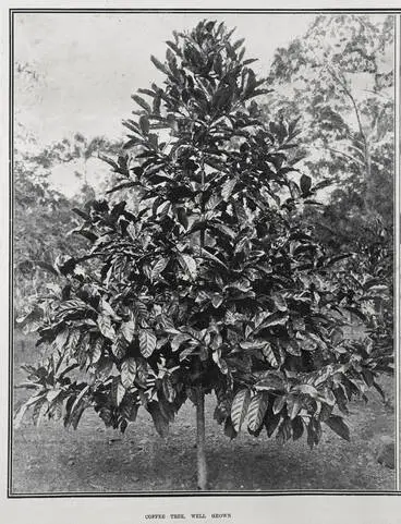 Image: COFFEE TREE, WELL GROWN