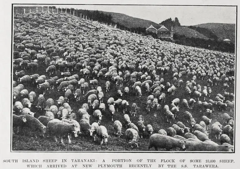 Image: SOUTH ISLAND SHEEP IN TARANAKI: A PORTION OF THE FLOCK OF SOME 10,000 WHICH ARRIVED AT NEW PLYMOUTH RECENTLY BY THE S.S. TARAWERA