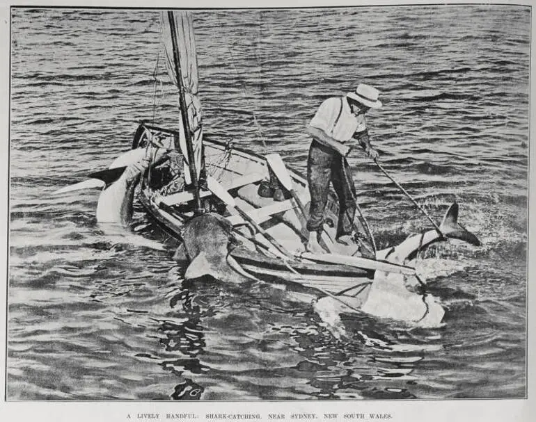 Image: A LIVELY HANDFUL: SHARK-CATCHING, NEAR SYDNEY, NEW SOUTH WALES
