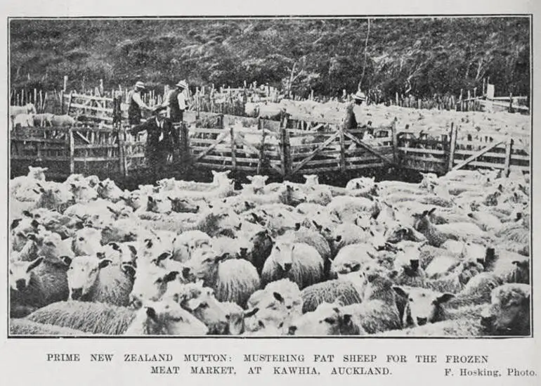 Image: PRIME NEW ZEALAND MUTTON: MUSTERING FAT SHEEP FOR THE FROZEN MEAT MARKET, AT KAWHIA, AUCKLAND