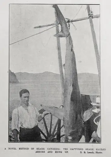 Image: A NOVEL METHOD OF SHARK CATCHING: THE CAPTURED SHARK HAULED ASHORE AND HUNG UP