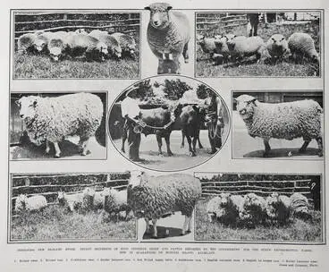 Image: IMPROVING NEW ZEALAND STOCK, RECENT SHIPMENTS OF STUD PEDIGREE SHEEP AND CATTLE IMPORTED BY THE STATE EXPERIMENTAL FARME, NOW IN QUARNTINE ON MOTUIHI ISLAND, AUCKLAND