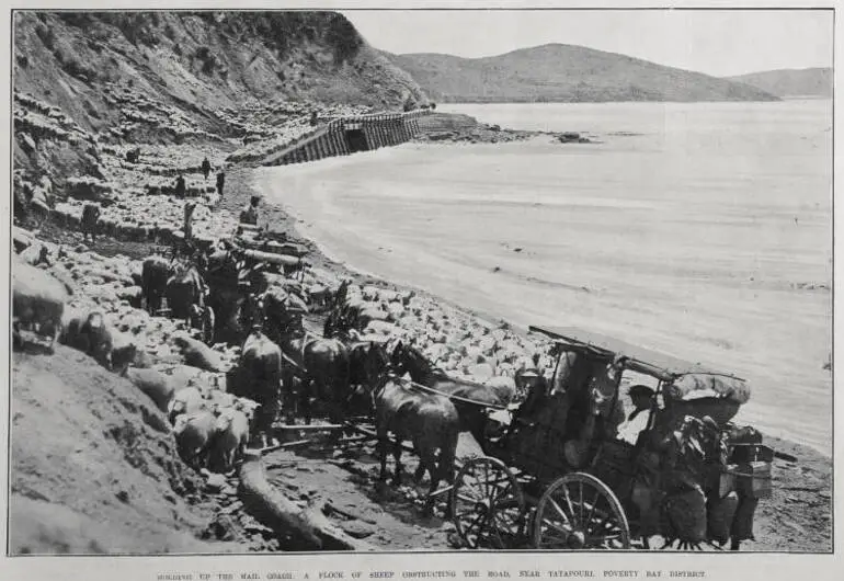 Image: HOLDING UP THE MAIL COACH: A FLOCK OF THE SHEEP OBSTRUCTING THE ROAD, NEAR TATAPOURI, POVERTY BAY DISTRICT