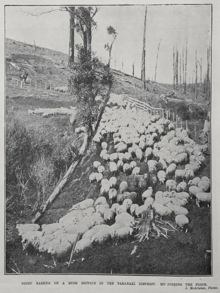 Image: SHEEP RAISING ON A BUSH SECTION IN THE TARANAKI DISTRICT: MU STERING THE FLOCK