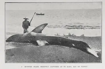 Image: A MONSTER SHARK RECENTLY CAPTURED AT TE KAHA, BAY OF PLENTY