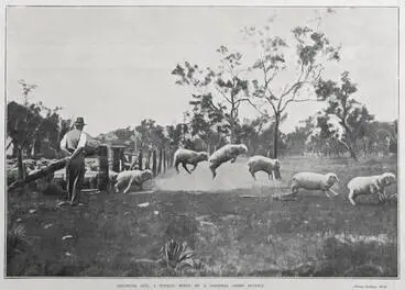 Image: COUNTING OUT: A TYPICAL SCENE ON A COLONIAL SHEEP STATION