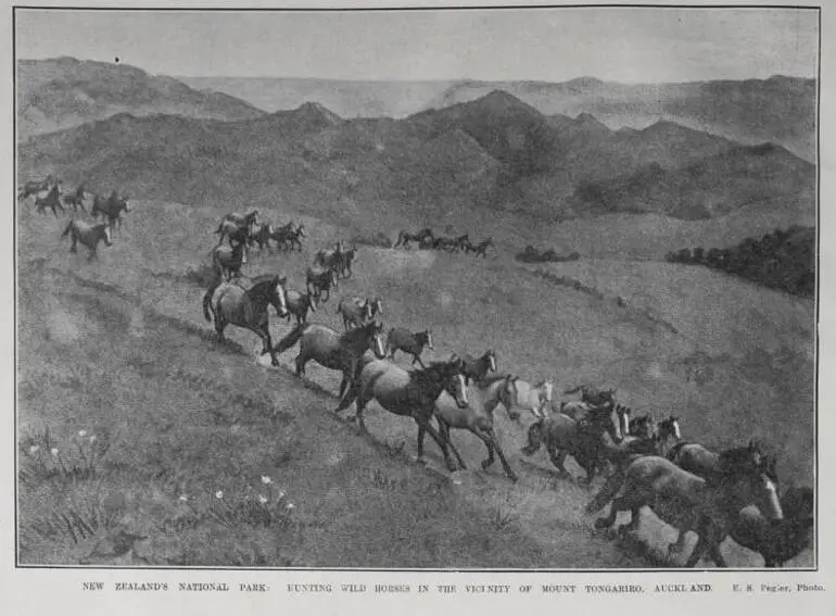 Image: NEW ZEALAND'S NATIONAL PARK: HUNTING WILD HORSES IN THE VICINITY OF MOUNT TONGARIRO, AUCKLAND