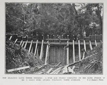 Image: NEW ZEALAND'S KAURI TIMBER INDUSTRY: A BUSH DAM NEARLY COMPLETED ON THE MAIRE STREAM, IN MR. J. OGLE'S BUSH, AWAROA. WHANGAPE, NORTH AUCKLAND