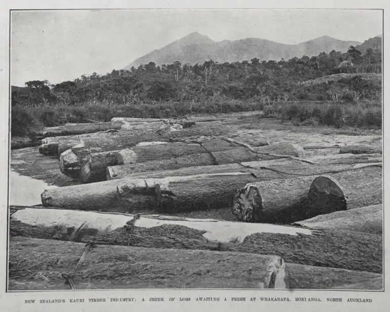 Image: NEW ZEALAND'S KAURI TIMBER' INDUSTRY: A CREEK OF LOGS AWAITING A FRESH AT WHAKARAPA, HOKIANGA, NORTH AUCKLAND