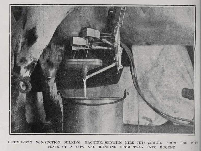 Image: Hutchinson non-suction milking machine showing milk jets coming from the four teats of a cow and running from tray into bucket