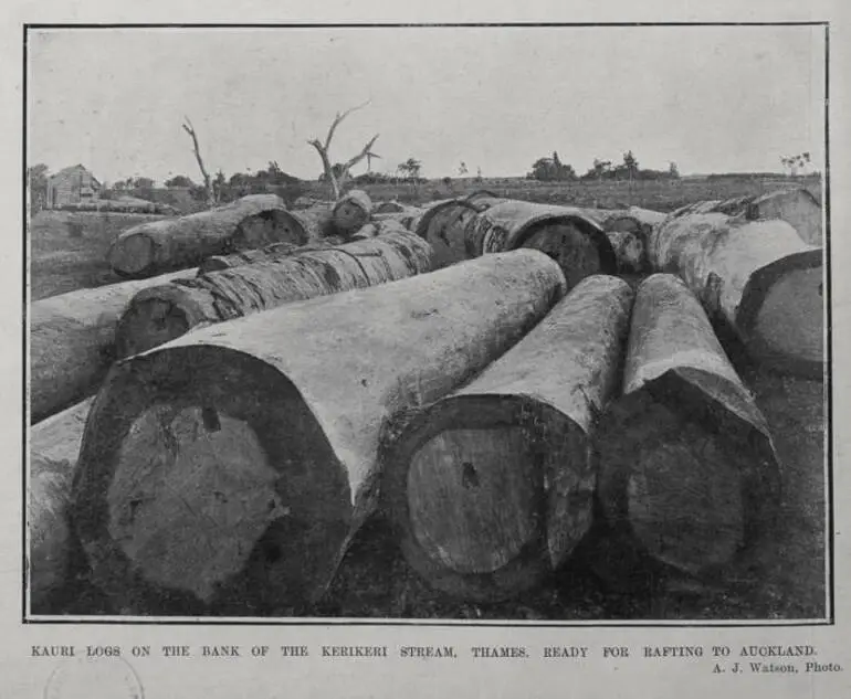 Image: KAURI LOGS ON THE BANK OF THE KERIKERI STREAM, THAMES, READY FOR RAFTING TO AUCKLAND